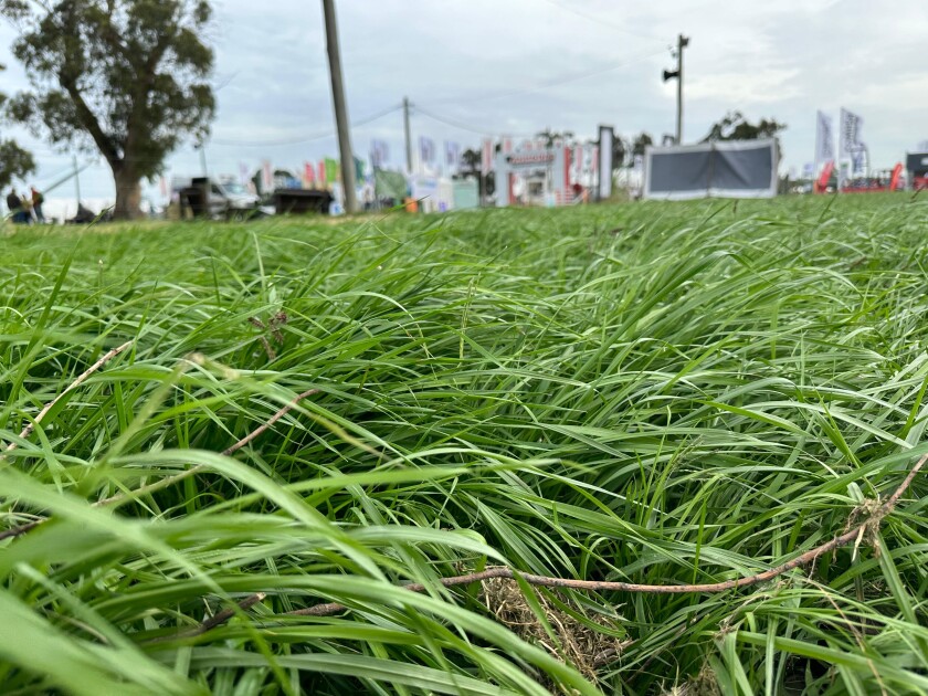 Pasturas Expo Rural Melilla 2024