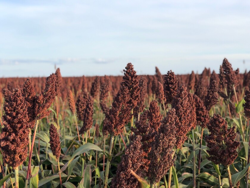 Sorgo