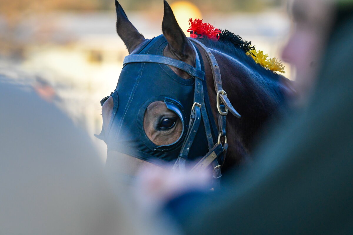 Cabeza de caballo - Carreras de caballos en el Hipodromo de Maroñas de Montevideo, turf, ND 20250810, foto Estefania Leal - Archivo El Pais