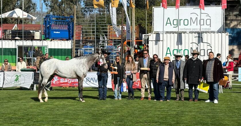 Gran Campeón y Campeón Supremo Appaloosa Expo Prado 2025 de Nicola De A