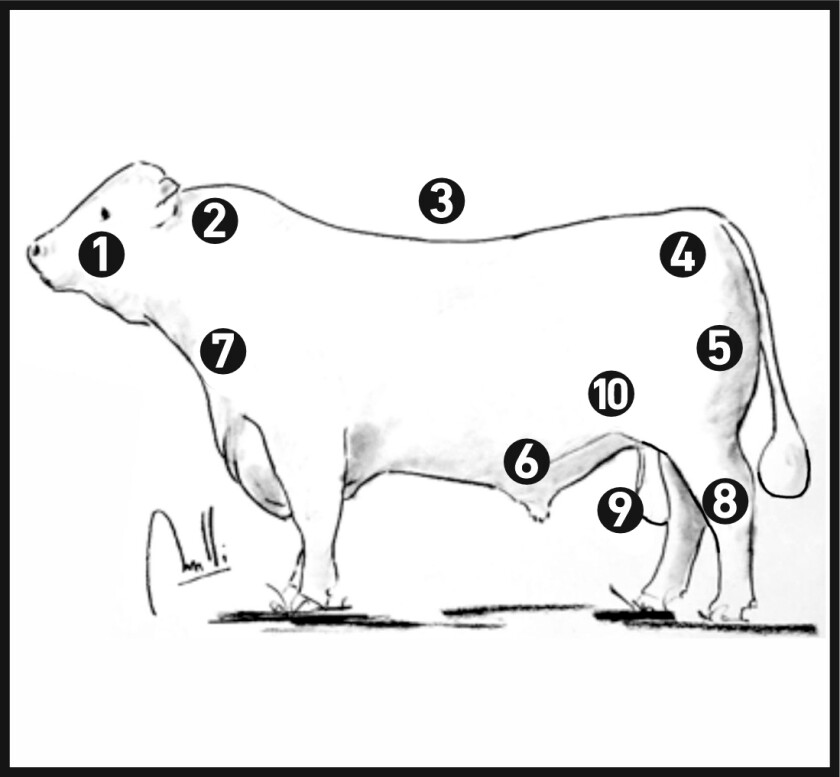 Angus-Hereford.jpg