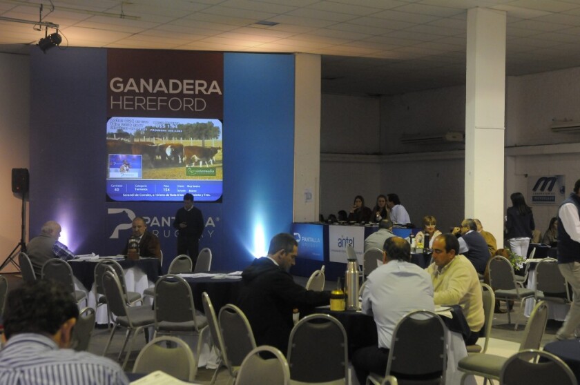 Remate por pantalla de Ganadera Hereford y Pantalla Uruguay en la Rur. del Pardo, Mvdeo., ND 20150429, foto Ariel Colmegna