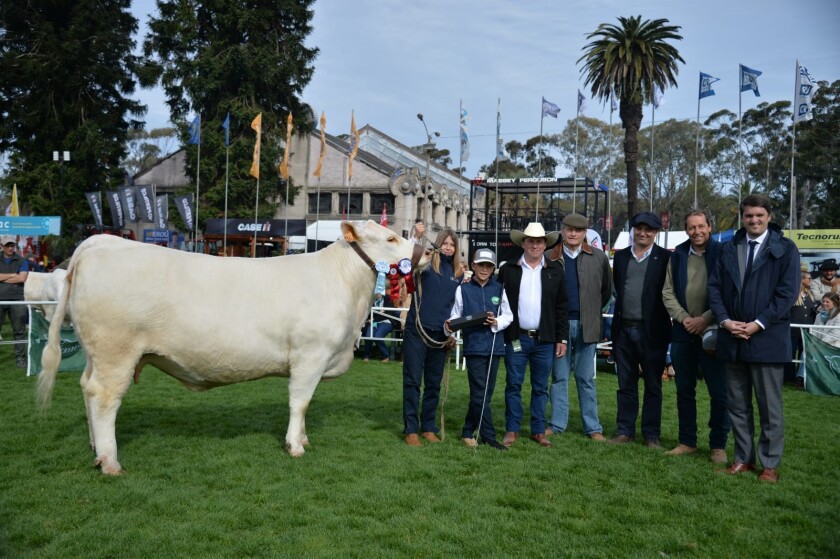 La Gran Campeona Charolais la expuso Horacio Andrés Bianchi