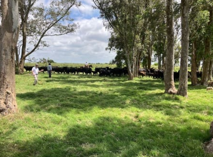 La latitud del centro de Uruguay está a mediados de los 30, similar a la de Australia del Sur, justo al norte de Adelaida. Estas fotos fueron tomadas la última semana de noviembre.