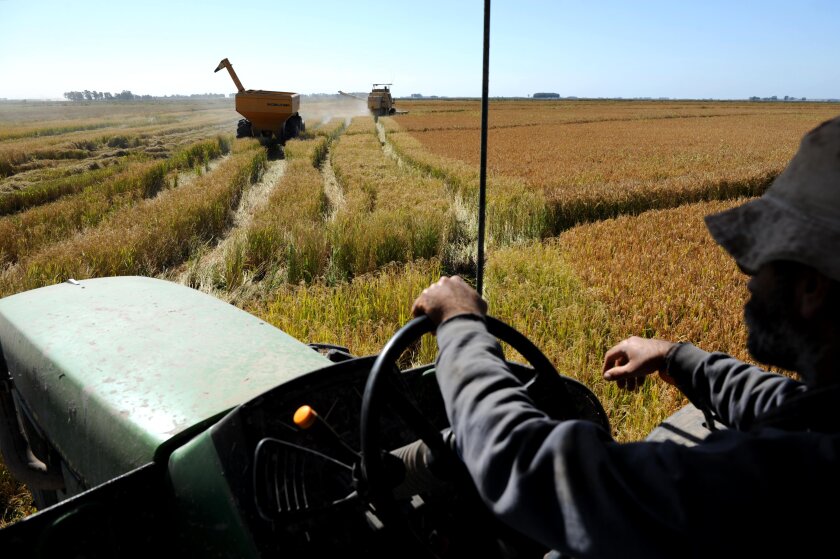 A worker drives a tractor during harvest time in a rice field in the