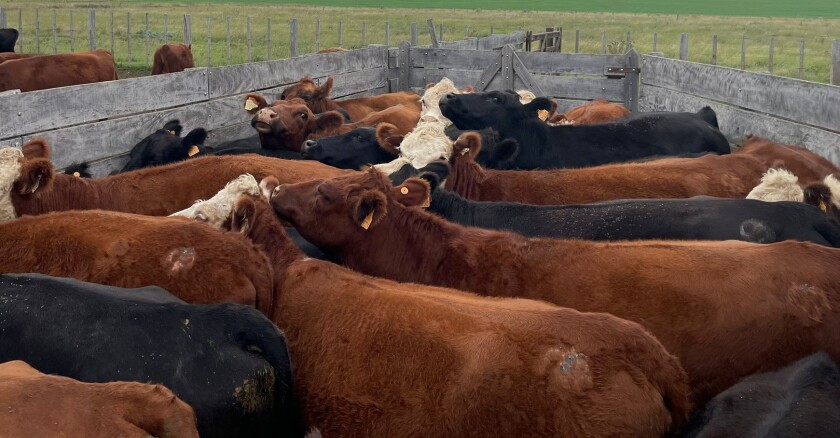 Ganado en tubo ok.jpg