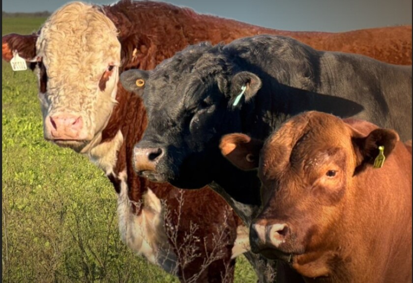 Previa Tierra de Toros.jpg