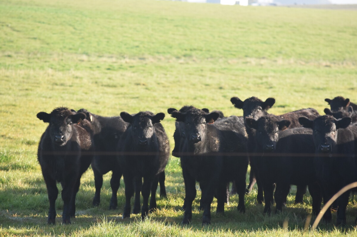Ganado Angus en pradera.