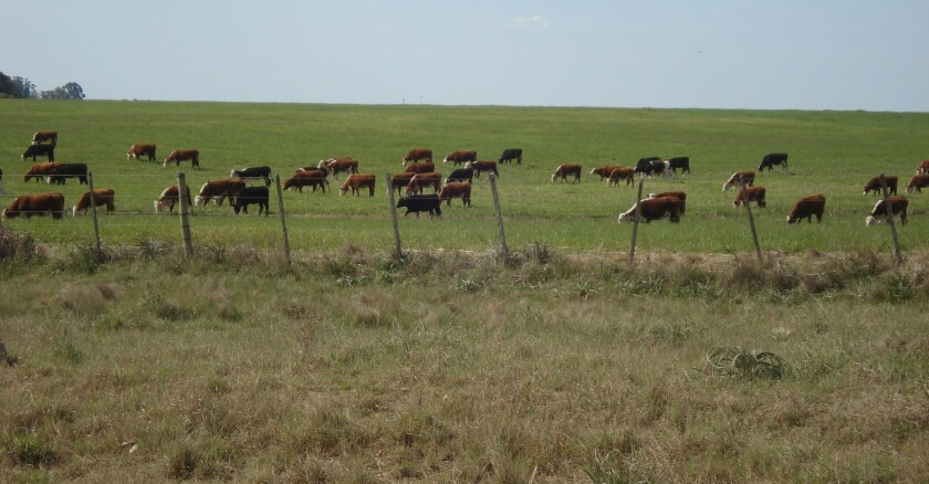 Campo