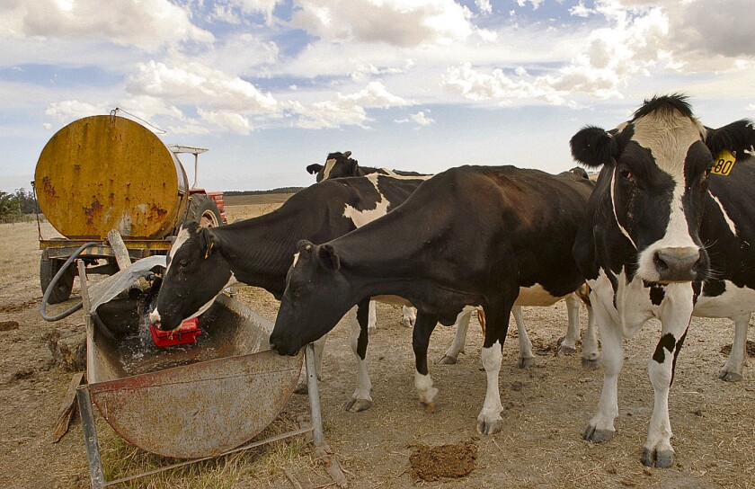 GANADO VACUNO TOMANDO AGUA EN BATEA, GANADO HOLANDO, VACAS LECHERAS, TAMBO EN SAN JOSE, RECORRIDA POR SEQUIA EN CAMPOS DEL DEPARTAMENTO DE SAN JOSE, ESCASEZ DE LLUVIAS, ND 20090102 - INES GUIMARAENS