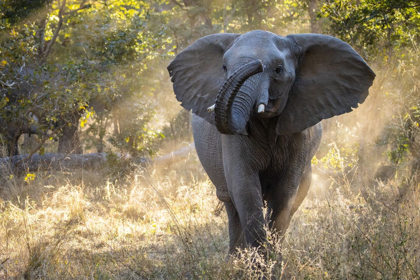 Elefante en el parque Hwange, en Zimbaue.
