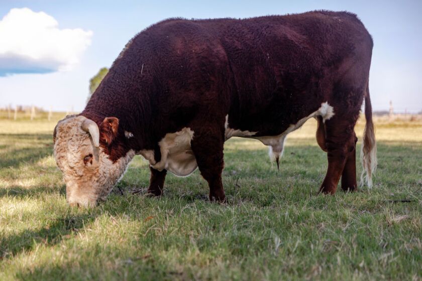 De la raza Héreford salió seleccionada la cabaña El Baqueano, que envía este toro de 3 años.