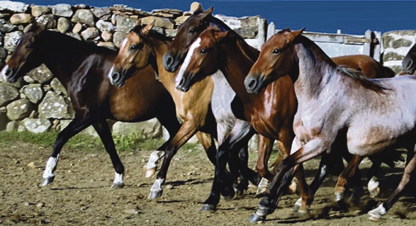 imagen-caballos.jpg