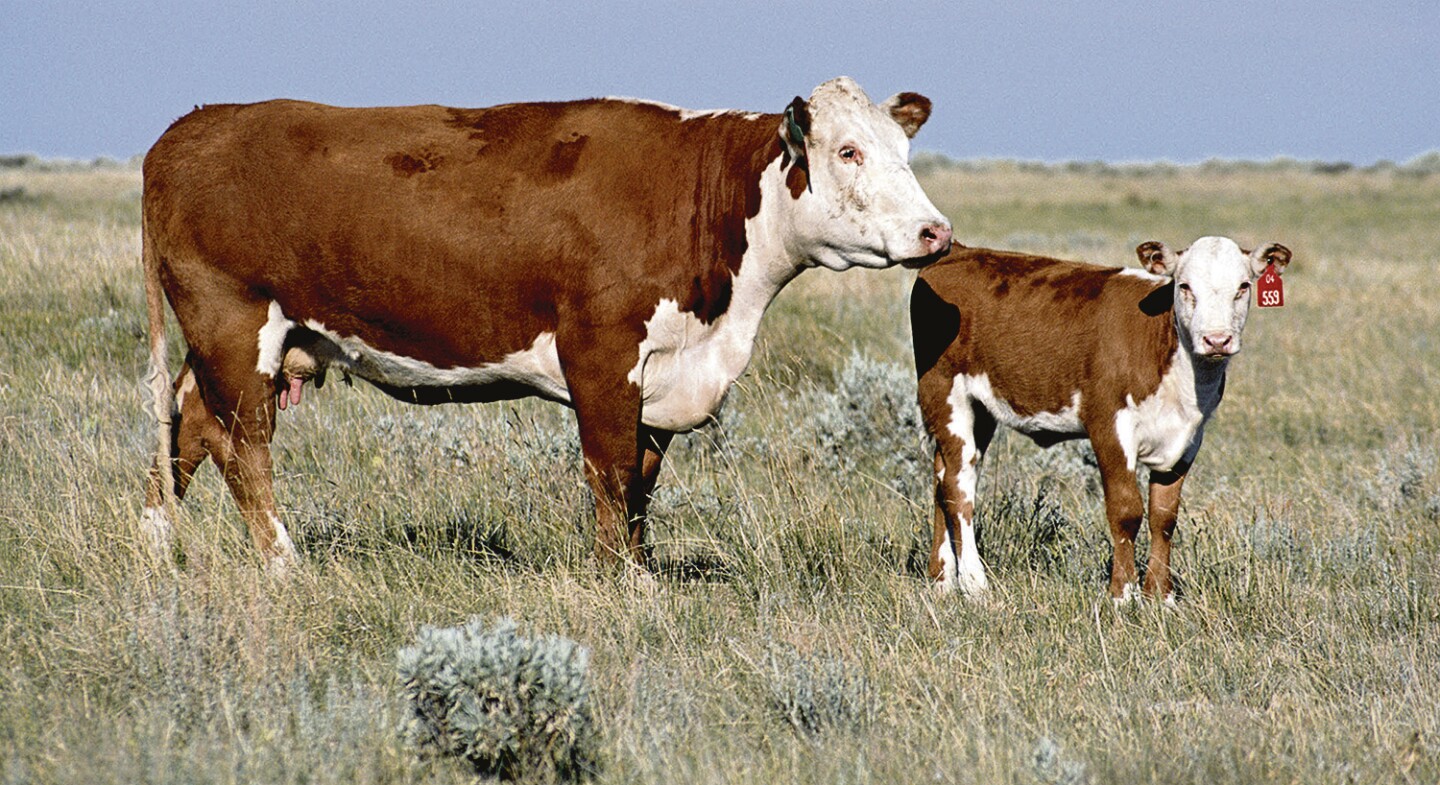 Ganado de cría.
