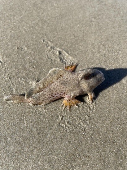 Pez mano moteado, encontrado por Kerri Yare en las costas de Tasmania