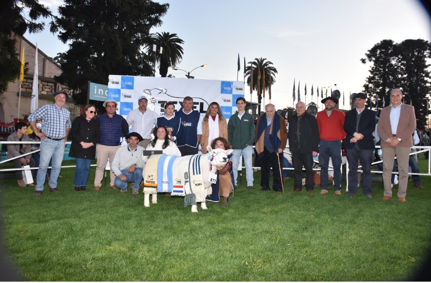 Gran Campeón Texel PI.jpg