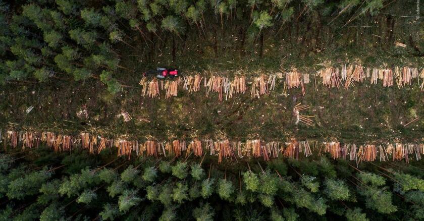 Bosque deforestado.