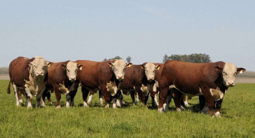 POLLED HEREFORD Santa Clara