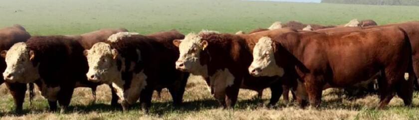 Previa La Alborada.jpg