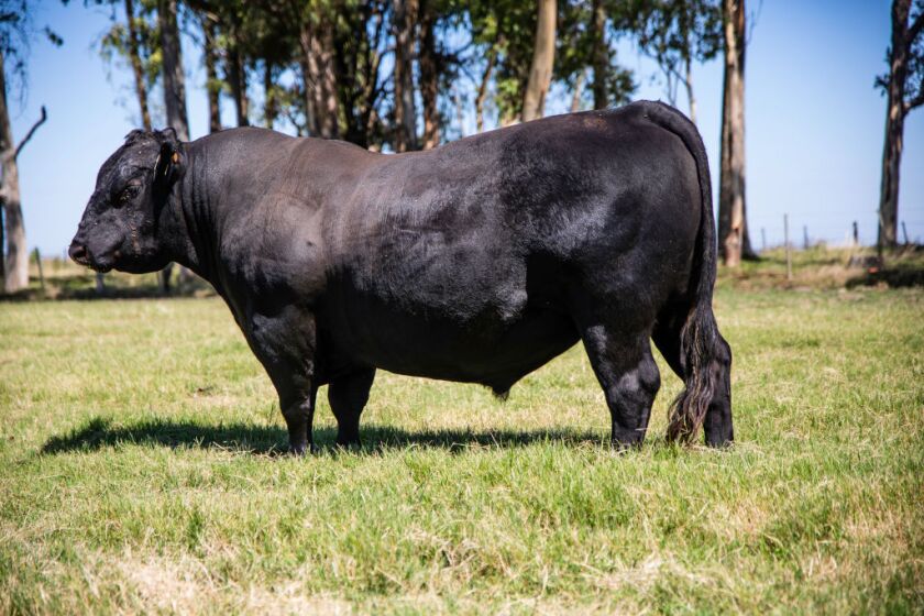 De Aberdeen Angus el toro titular es de cabaña Roberto J. Zerbino, también con 3 años