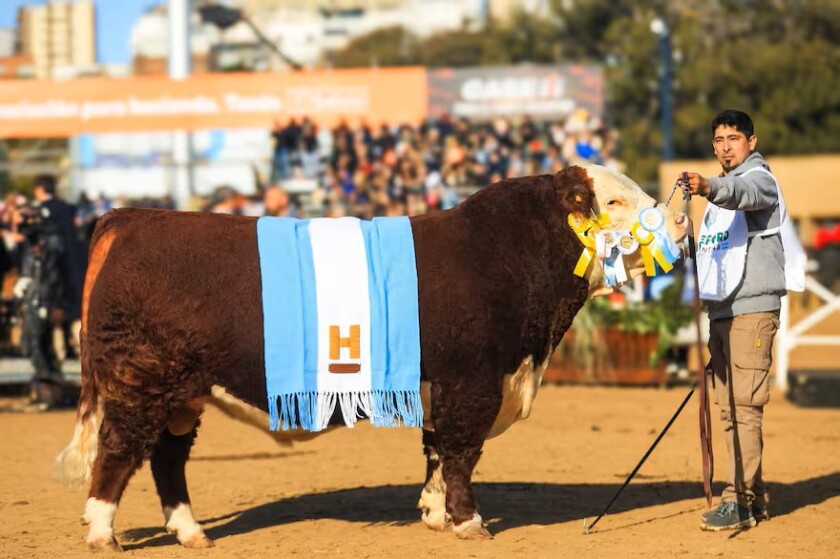 GC HEREFORD .jpg