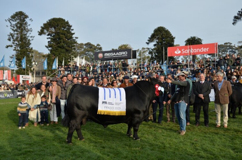 GC Angus.jpeg