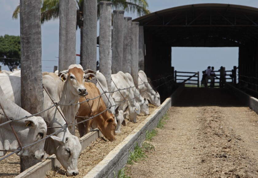GANADO VACUNO BRASIL