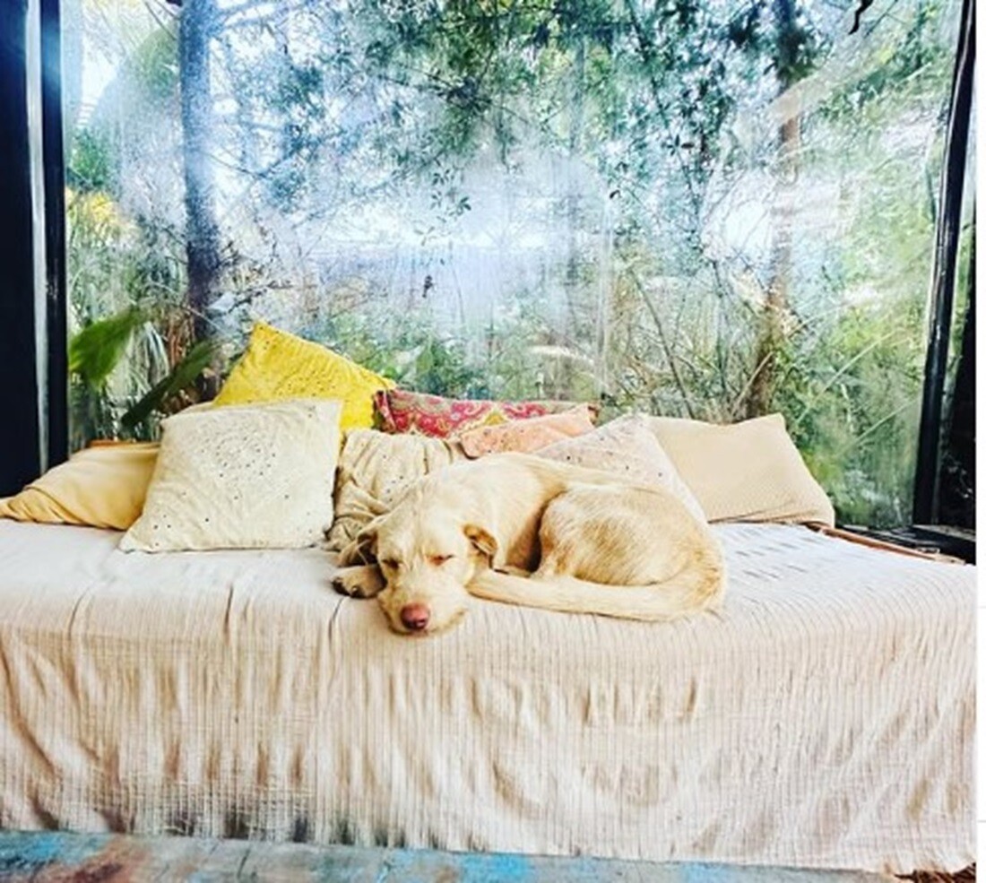 Uno de los más de diez perros que habita hoy en hostel "El refugio de Budda"