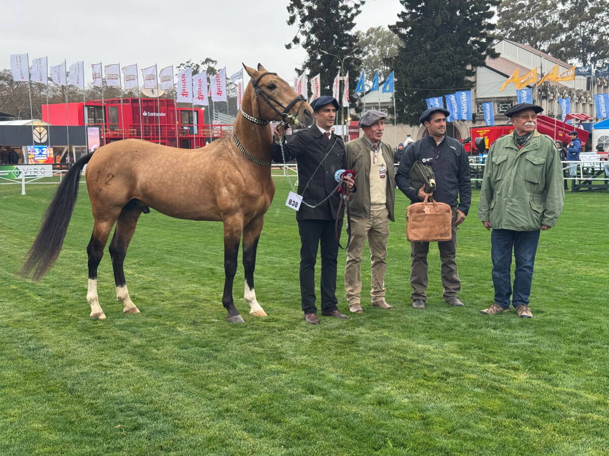 Akhal Teke mostró en el Prado sus condiciones para la resistencia y el deporte ecuestre
