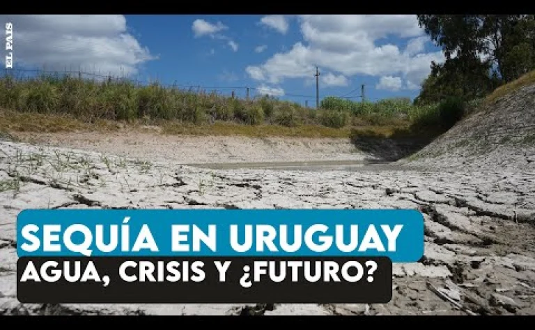 Sequía en Uruguay: falta de lluvia, campos secos y un sector productivo que corre peligro