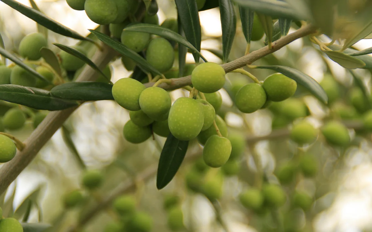Aceitunas: qué aportan a la alimentación y cuáles son sus beneficios
