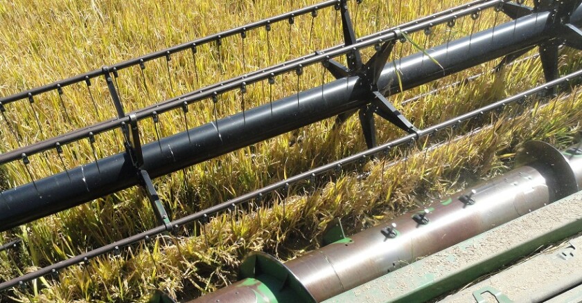 arroz, cosecha de arroz