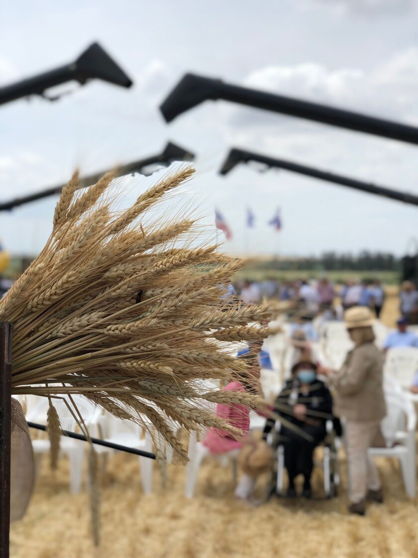 Inauguración oficial de la cosecha de trigo
