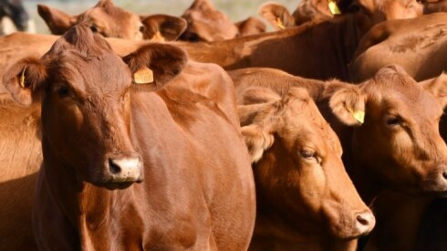 Foto previa Plaza abril 2.jpg