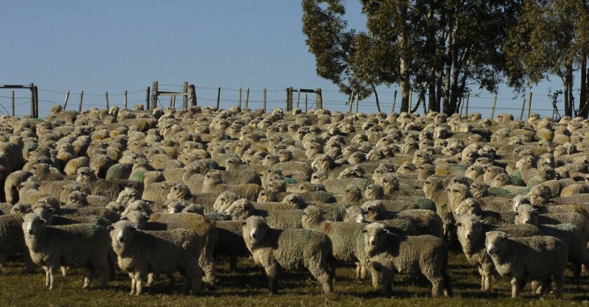Ganado ovino