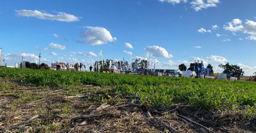 Expo Rural Melilla 2025