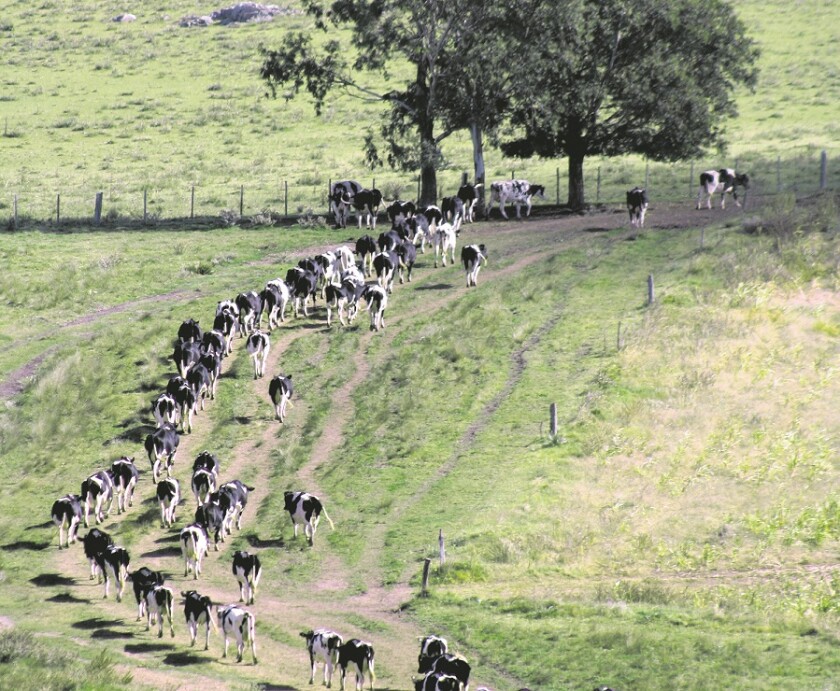 GANADO VACUNO, CAMPO, TAMBO Tambos. La baja de precios, la sequía y aumento de costos, ponenen jaque a los tamberos.¶