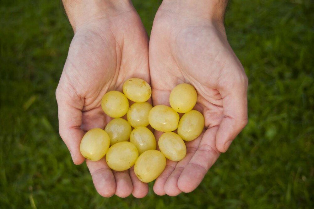 Uvas