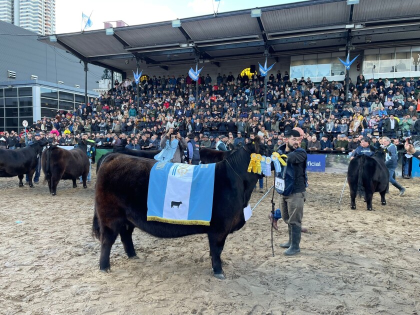 La Gran Campeona y Campeona Vaquillona Intermedia fue el RP 2808, de la cabaña Don José, de Maximiliano Mammoliti.