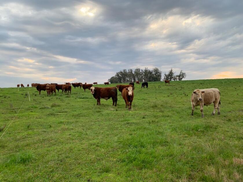 ganado gordo, novillos, ganadería, vacunos