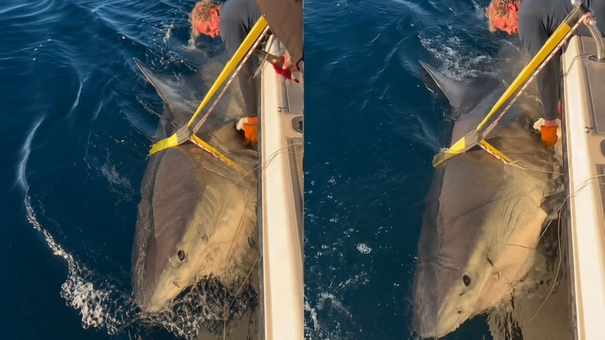Contender, tiburón blanco de 4,2 metros de largo y 770 kilogramos.