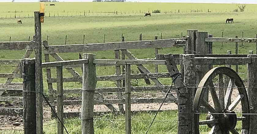 Es posible que la próxima administración del INC no haga uso de la venta de campos..jpg