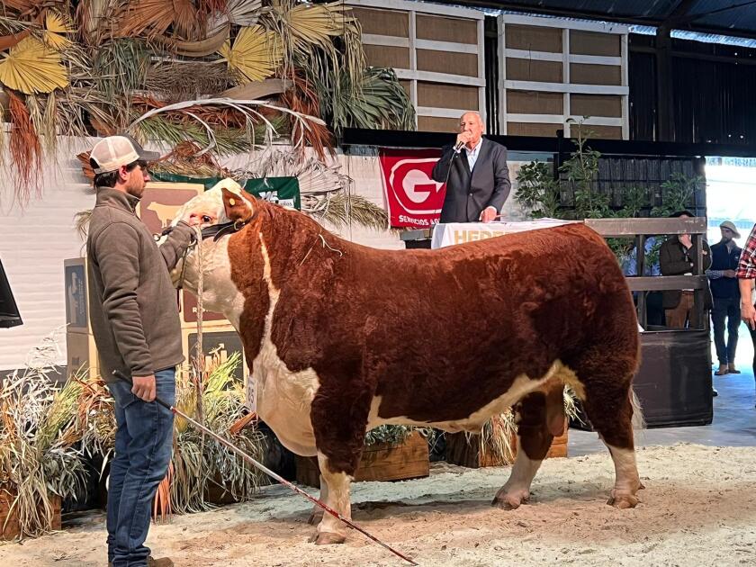 VENTA hEREFORD.jpeg