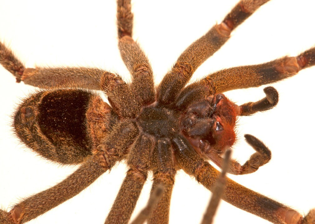 Ejemplar de araña de los bananos.
