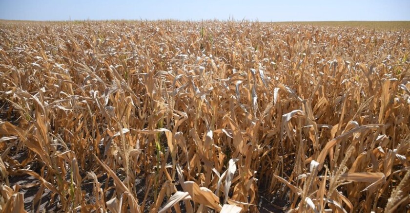 Cultivo de maíz en Gualeguay, provincia de Entre Ríos, en donde se perdió el 83% del cultivo a nivel provincial.jpg