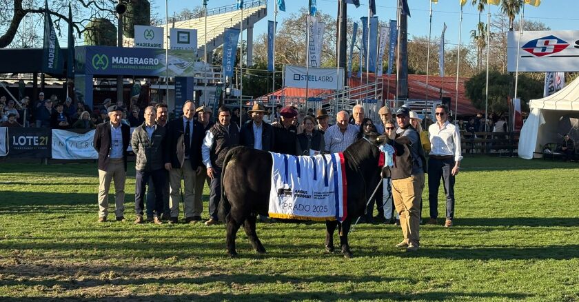 Gran Campeona Angus del Prado 2025.