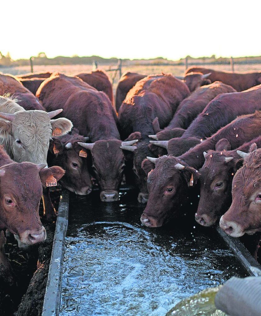 imagen-cows-drink-water-at-an17366244-845x1024.jpg