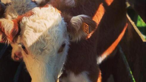 WhatsApp Image 2020-08-05 at 13.14.55 (1).jpeg