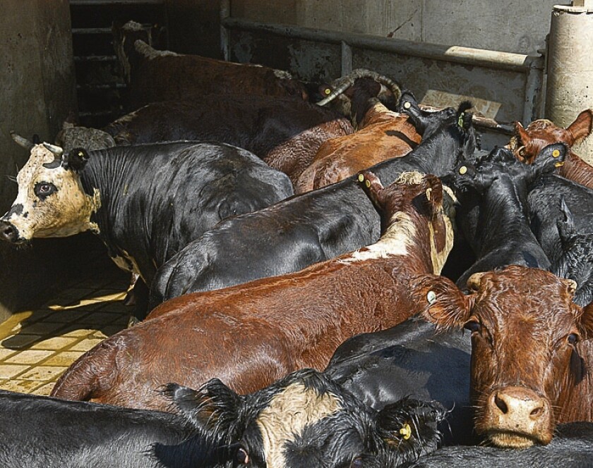 Carne Vacuna