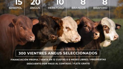 Remate toros de Villa Haydee y Vasco Pampeano.